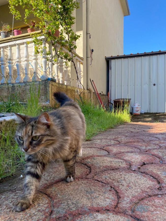 Gather Inn Guest House Shkodër 外观 照片
