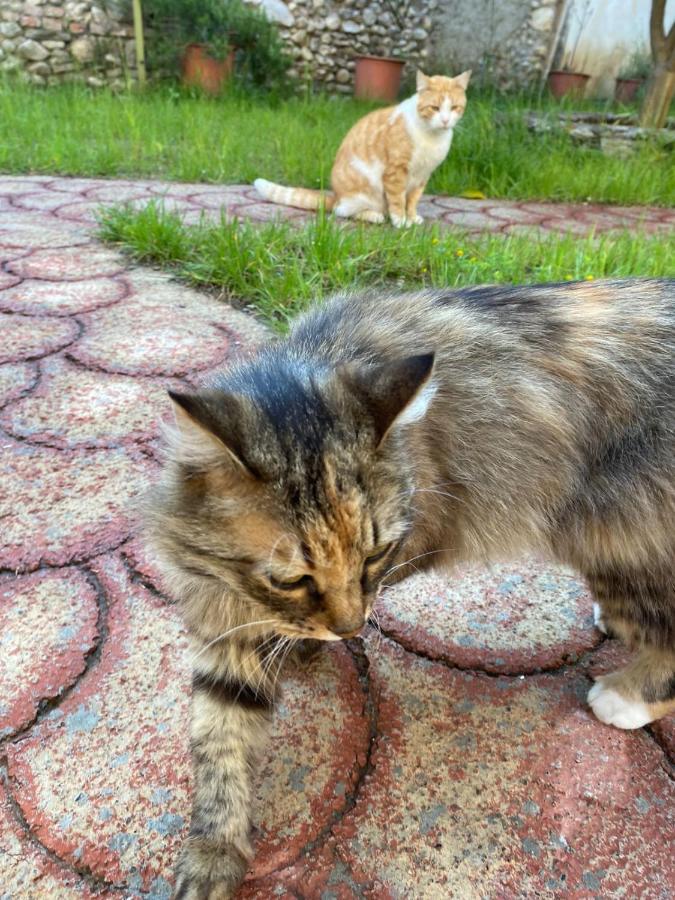 Gather Inn Guest House Shkodër 外观 照片
